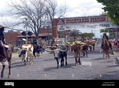 Longhorn Cattle Drive Fort Worth Stockyards Texas Usa Stock Photo Alamy