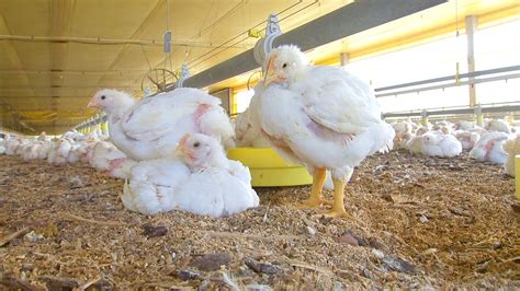 Venda De Cama De Frango Ajuda A Aumentar Renda Em Granjas De Aves