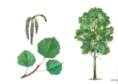Книга: Расскажите детям о деревьях - . Купить книгу, читать рецензии ...