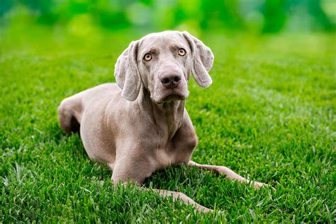 C Mo Es Un Perro Braco Datos Curiosos Sobre La Raza