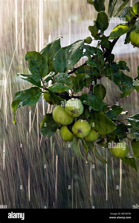 Apple Falling Tree Hi Res Stock Photography And Images Alamy