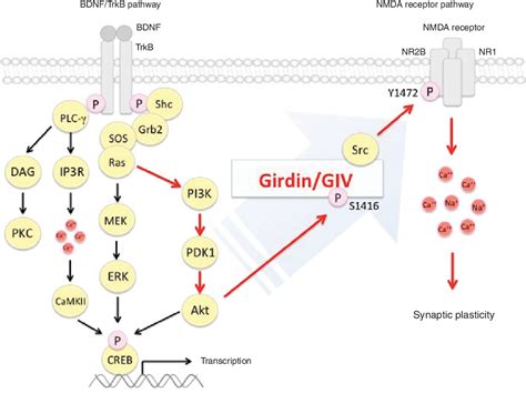 Molecular Mechanism Linking Bdnf Trkb Signaling With The Nmda Receptor