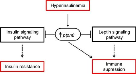 Model For Hyperinsulinemia Induced Immune Suppression And Insulin Download Scientific Diagram