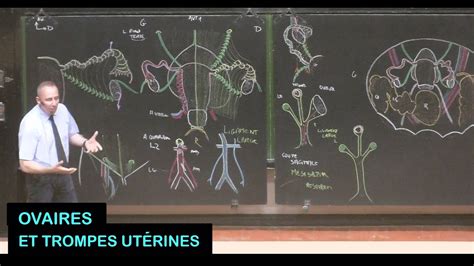 Anatomie des ovaires et trompes utérines droits et gauches Pelvis 14