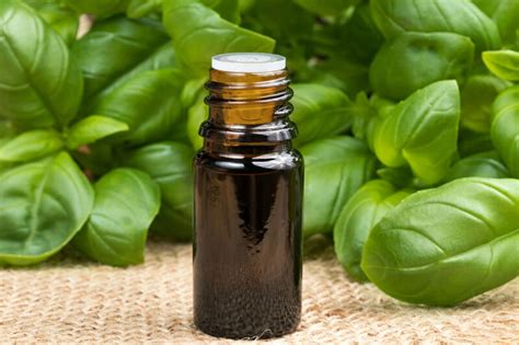 7 Benefits Of Basil Essential Oil Elevays