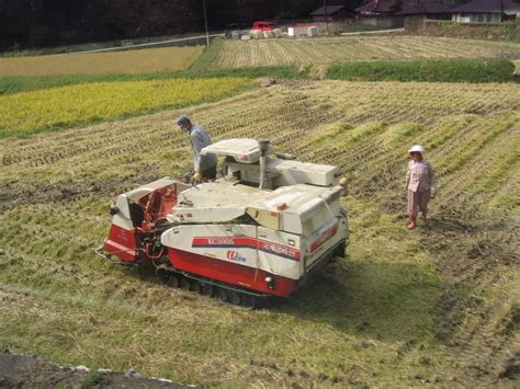 EthnoScopes : Tracks of an Anthropologist: Rice Harvesting