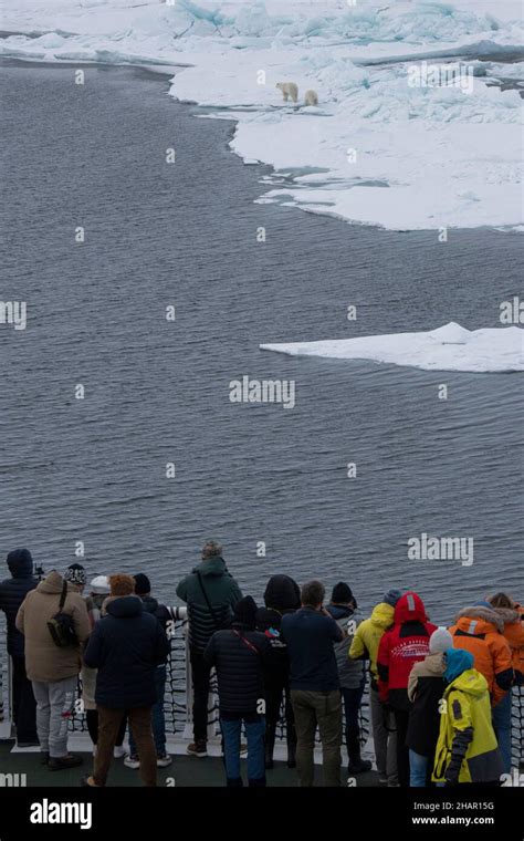 Norway Arctic Tourists Viewing Mother Polar Bear With Cub Wild