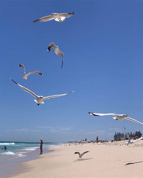 Scarborough Beach Perth Western Australia Seagulls At The Beach