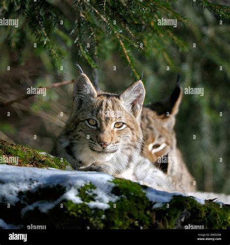 Eurasian Lynx Lynx Lynx Cub Bavarian Forest Bavaria Germany