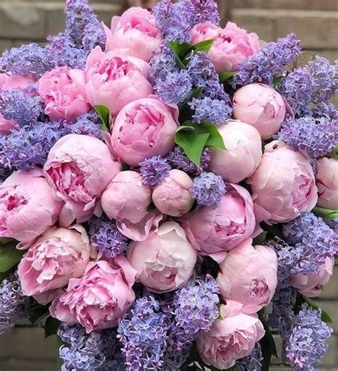 Lilacs & Peonies | Amazing flowers, Beautiful flower arrangements ...