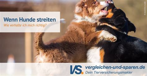 Wie verhältst Du Dich wenn sich zwei Hunde streiten VS