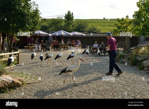 France Haut Rhin Hunawihr Centre For Reintroduction Of Storks In Alsace