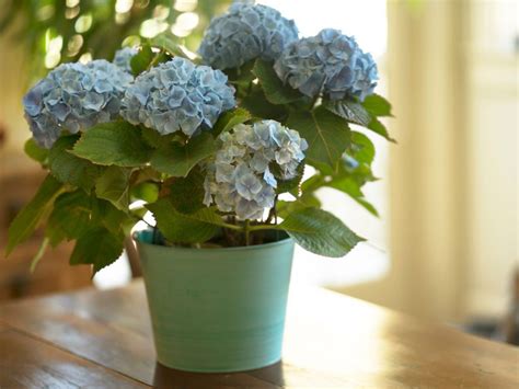 How To Grow Hydrangeas In Containers Gardening Sun