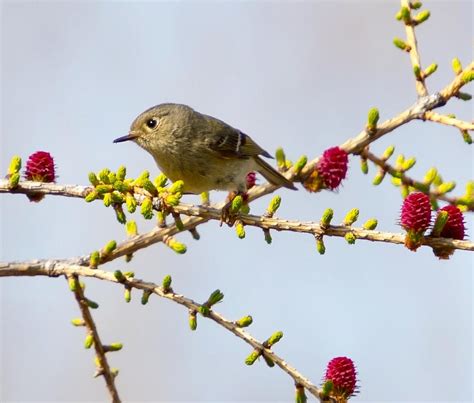 Ruby Crowned Kinglet Photograph By Charlaine Jean Fine Art America