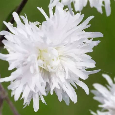 Muda De Flor Perene Lychnis Flos Cuculi Petit Henri Darwin