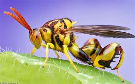 The name of the Chalcid wasp, pictured, comes from the Greek for ...