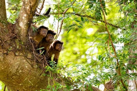 Premium Photo | Monkey capuchin monkey in a woods in brazil among trees ...