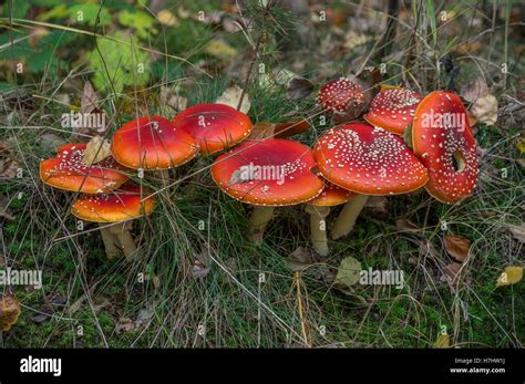 Red Toadstools Amanita Muscaria Fly Agaric Amanita Stock Photo Alamy