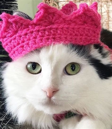 1306 best Cats Wearing Hats images on Pinterest | Kitty cats, Cute ...