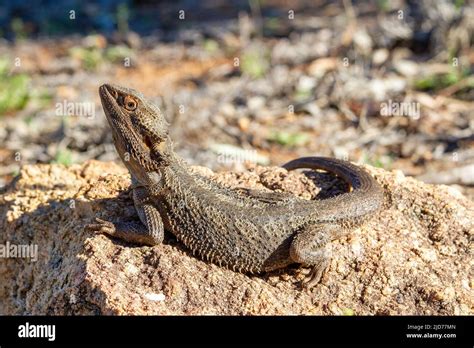 Australian Central Bearded Dragon basking on rock Stock Photo - Alamy