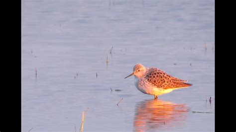 Poelruiter Tringa Stagnatilis YouTube