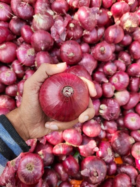 A Grade Maharashtra Fresh Red Onion Packaging Size Kg Onion Size