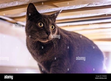 Scared Blue American Burmese Cat Hiding Under The Bed Stock Photo Alamy