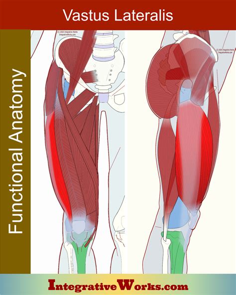 Vastus Lateralis Functional Anatomy Integrative Works