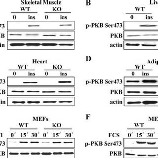 Dna Pk Is Dispensable For Pkb Ser Phosphorylation Upon Insulin And