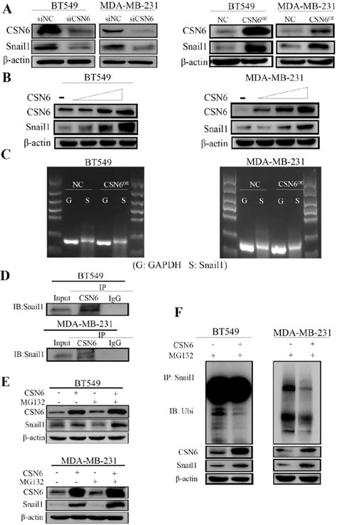 Csn Positively Regulates The Expression Of Snail A Western Blot