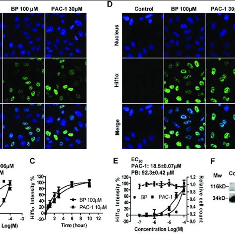 PAC 1 induces the stabilization of HIF1α under normoxic conditions