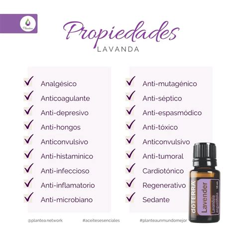 Aceite Esencial De Lavanda Usos Propiedades Y Beneficios 48 OFF