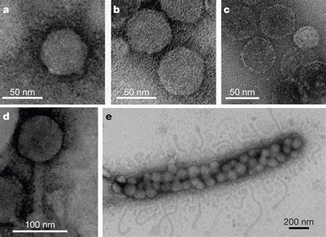 Cells Runyan Grigsby S Science Page