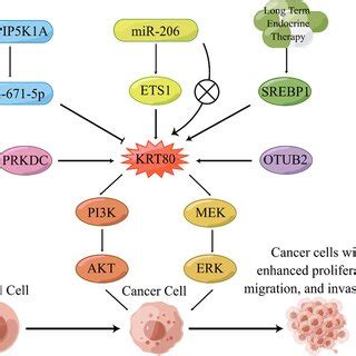 graphical representation   roles  krt  cancer