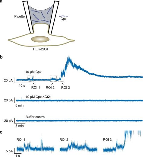 Recombinant Cpx Forms Pores In The Plasma Membrane Of Mammalian Download Scientific Diagram