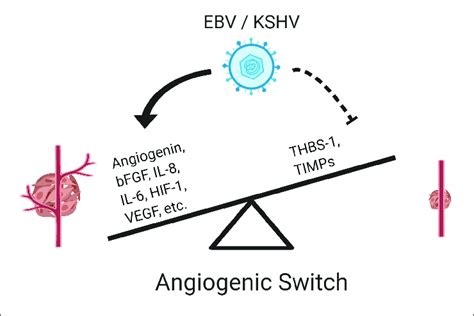 Epstein Barr Virus And Kshv Induce An Angiogenic Switch Both Viruses