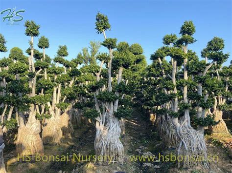 Colorful Design For Ficus Aerial Multi Root Bonsai Supplier Manufacturer