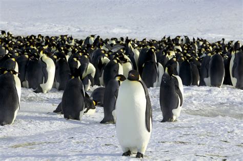 'Colossus Penguin' Stood 6 Feet, 7 Inches Tall, Lived On Antarctica 40 ...