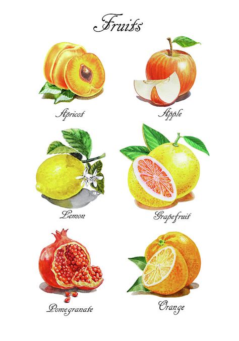 Watercolor Fruit Illustration Collection I by Irina Sztukowski - Royalty Free and Rights Managed ...