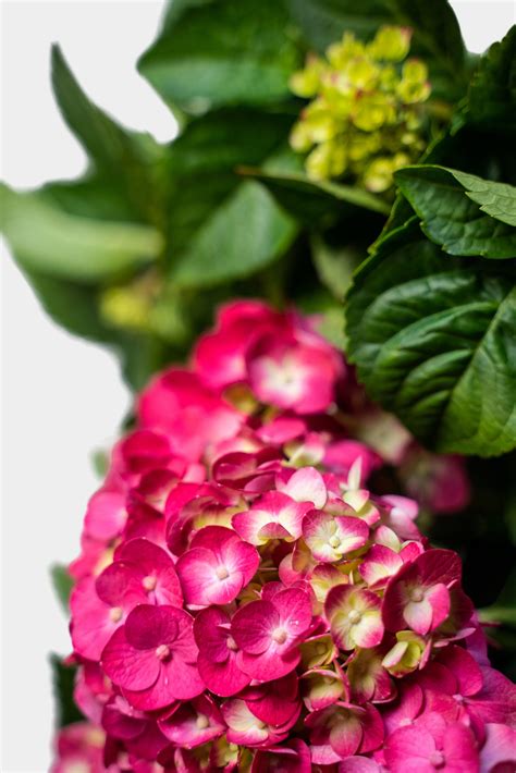 Summer Crush Hydrangea For Sale Online | The Tree Center