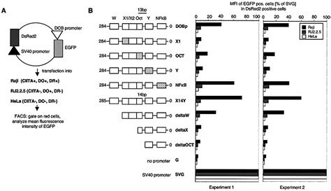 Comparison Of The Transcriptional Regulation Of Classical And Non