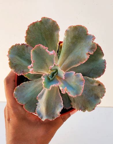 Echeveria Chantilly Misitio