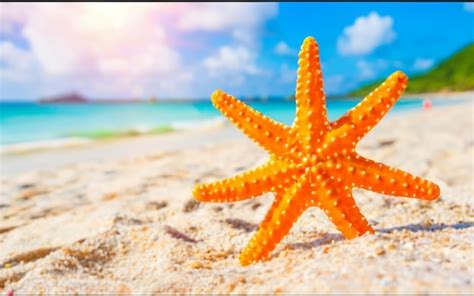 Sunkissed Serenity Starfish On A Summer Beach Premium Ai Generated Image