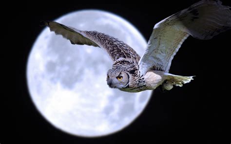 Night Owl Wallpapers Wallpaper Cave