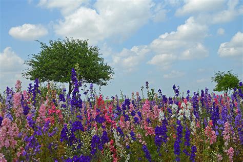 Wildseed Farms Wildflowers Photograph by Lynn Bauer - Fine Art America