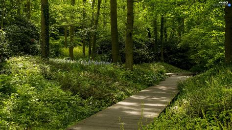 Viewes Park Lane Platform Grass Trees Nice Wallpapers 1920x1080