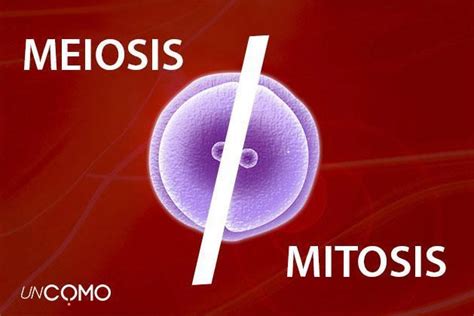 La Mitosis Y La Meiosis Mind Map