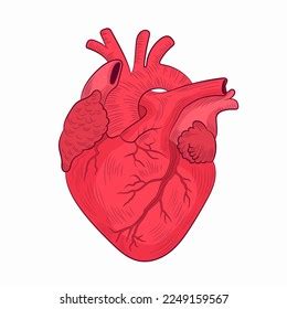 Heart Human Internal Organ Diagram Physiology Stock Vector Royalty