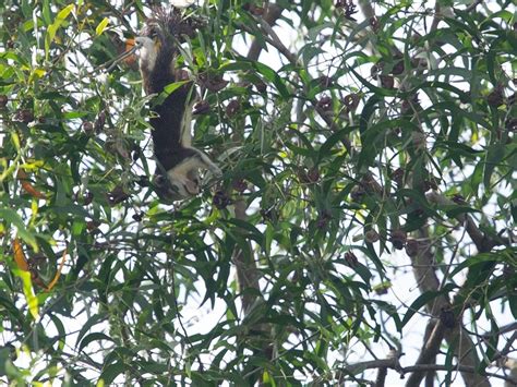 Finlayson S Squirrel From Toa Payoh Singapore On November At