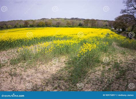 Yellow Flowers Trees Backgrounds Stock Image Image Of Spring Lush